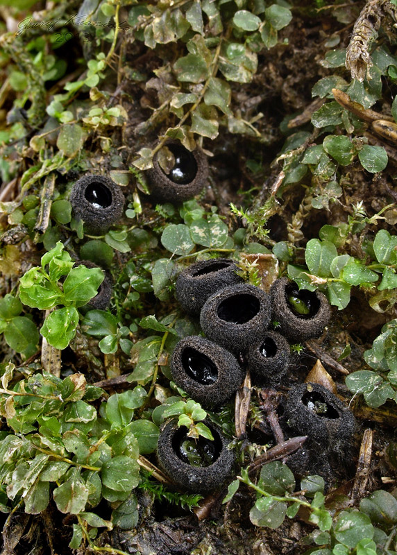 misôčka černastá Pseudoplectania nigrella (Pers.) Fuckel