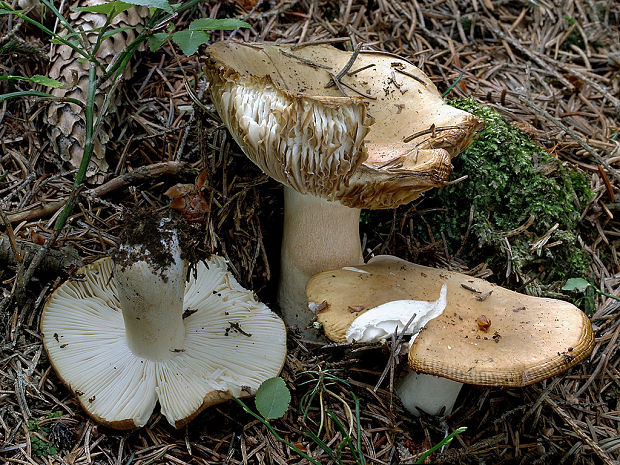 plávka hlinovožltá Russula ochroleuca Fr.