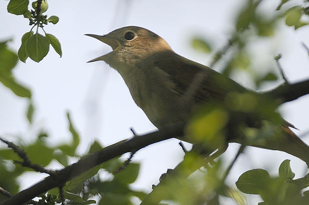 penica popolavá Sylvia curruca