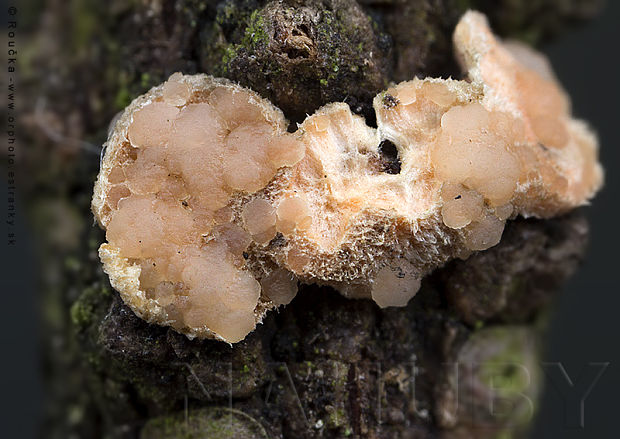 rôsolovka cudzopasná Tremella mycetophiloides Kobayasi