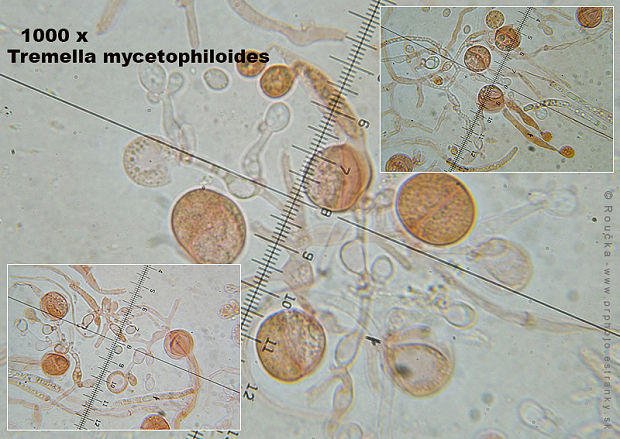 rôsolovka cudzopasná Tremella mycetophiloides Kobayasi