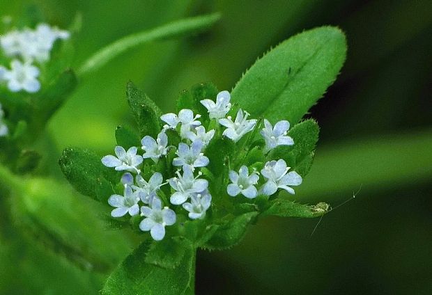 valeriánka poľná Valerianella locusta (L.) Laterr.