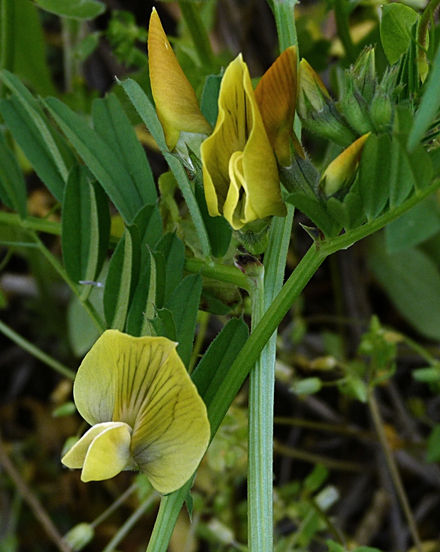 vika veľkokvetá Vicia grandiflora Scop.