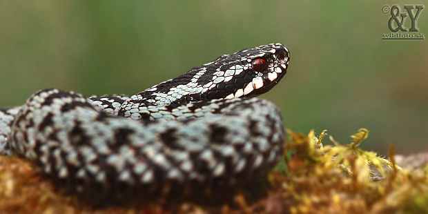 vretenica severná Vipera berus