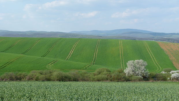 jarné  obrázky 1