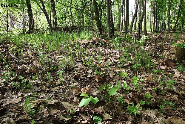 biotop ušiaka obrovského a chriapača kališkovitého.