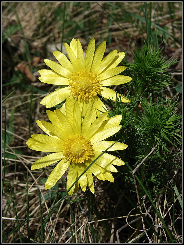 hlaváčik jarný Adonis vernalis L.