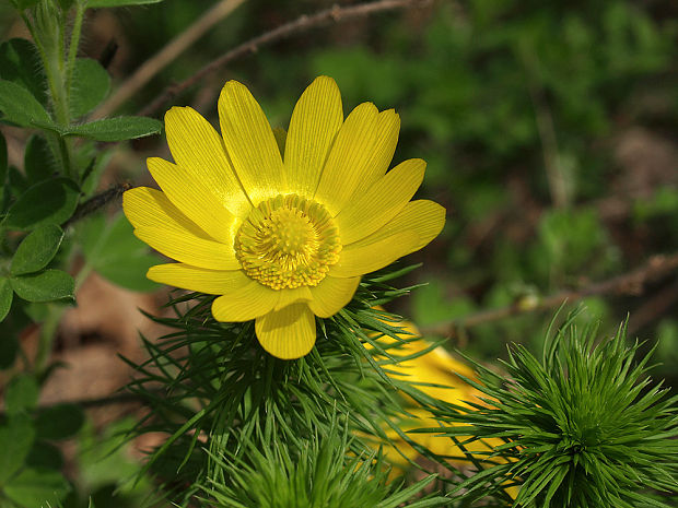 hlaváčik jarný Adonis vernalis L.