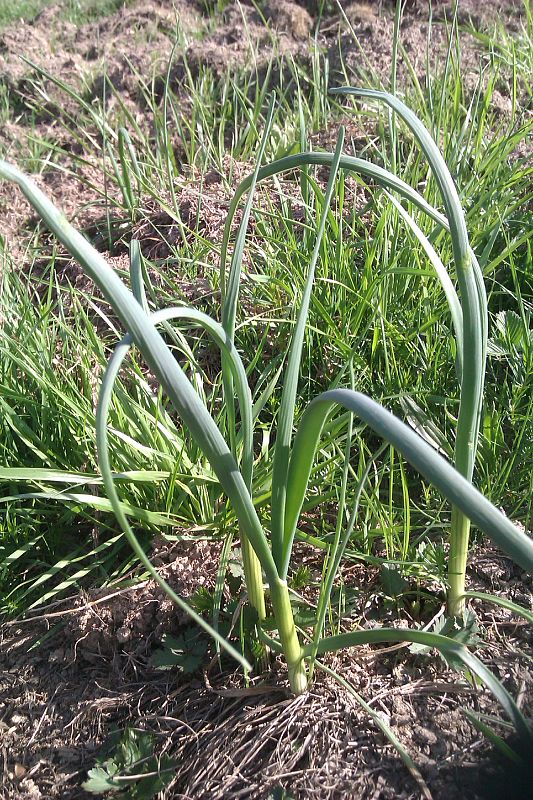 cesnak planý? Allium oleraceum L.