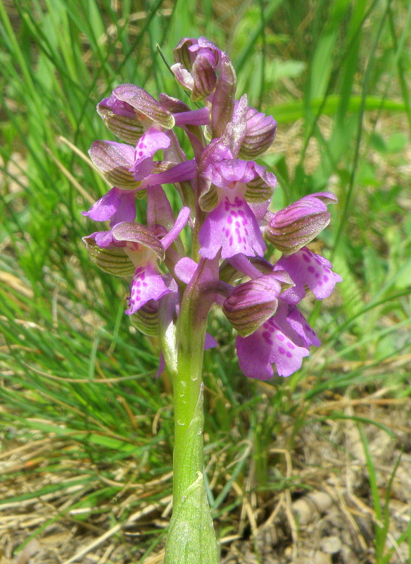 červenohlav obyčajný Anacamptis morio (L.) R. M. Bateman, A. M. Pringeon & M. W. Chase