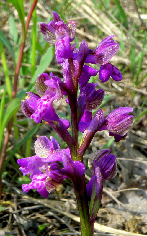 červenohlav obyčajný Anacamptis morio (L.) R. M. Bateman, A. M. Pringeon & M. W. Chase