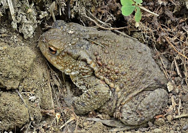 ropucha bradavičnatá Bufo bufo