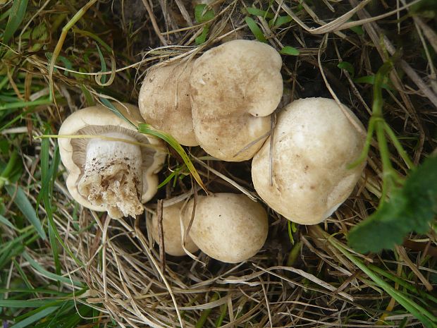 čírovnica májová Calocybe gambosa (Fr.) Donk