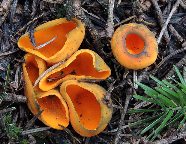 pohárovka ohnivá Caloscypha fulgens (Pers.) Boud.