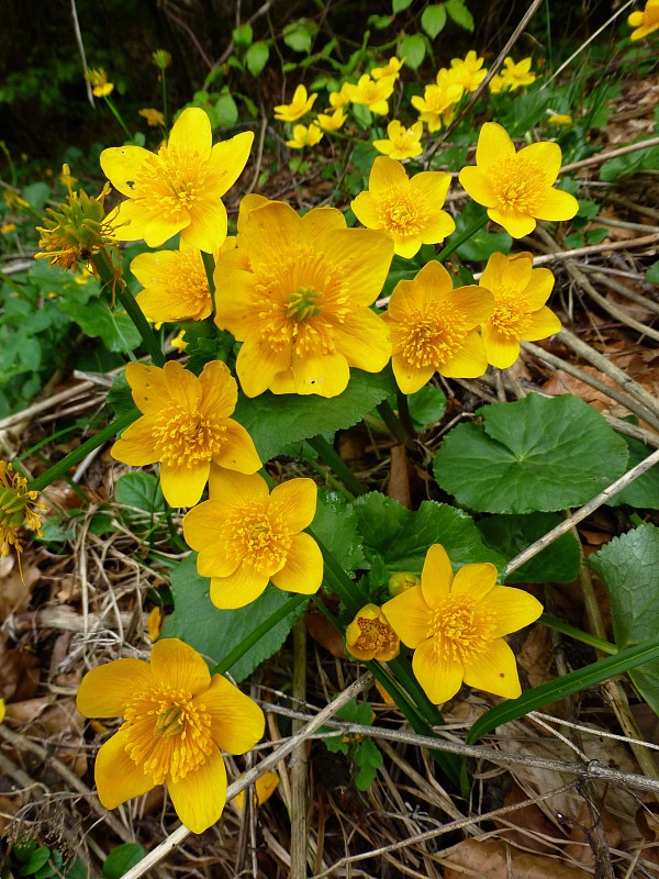 záružlie močiarne Caltha palustris L.