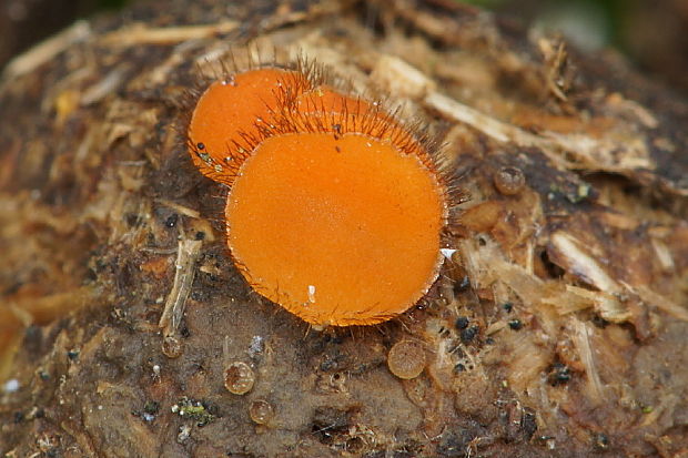 lajnovec Cheilymenia sp.