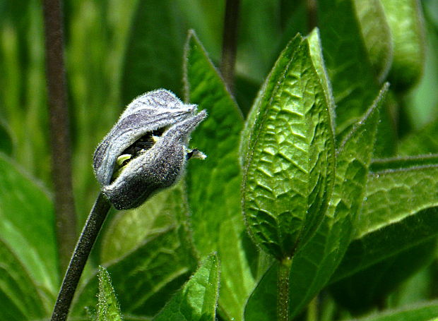 plamienok celistvolistý Clematis integrifolia  L.