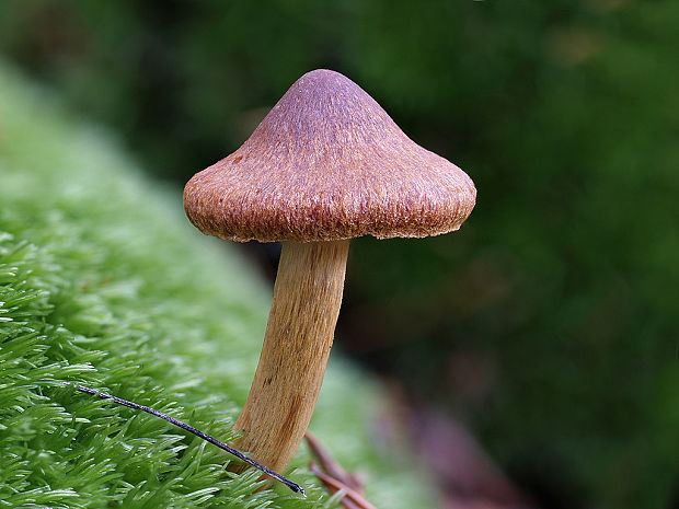 pavučinovec hnedočervený Cortinarius purpureus (Bull.) Bidaud, Moënne-Locc. & Reumaux