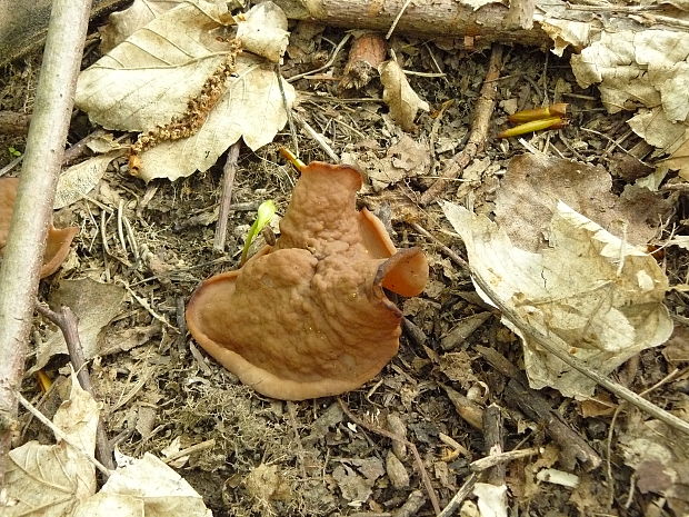 discinka hnedá Discina ancilis (Pers.) Sacc.