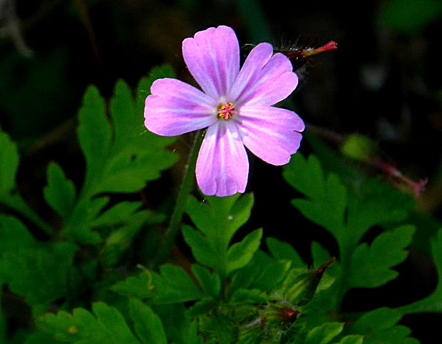 pakost smradľavý Geranium robertianum L.