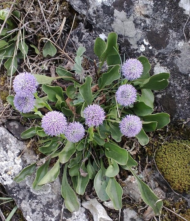 guľôčka bodkovaná Globularia punctata Lapeyr.