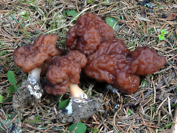 ušiak obyčajný Gyromitra esculenta (Pers.) Fr.