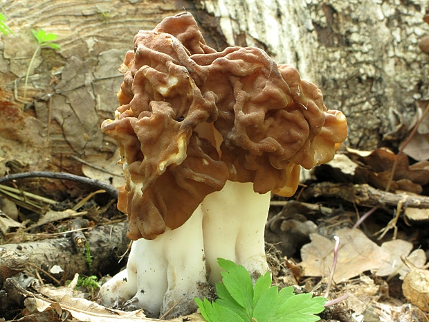 Gyromitra gigas (Krombh.) Cooke