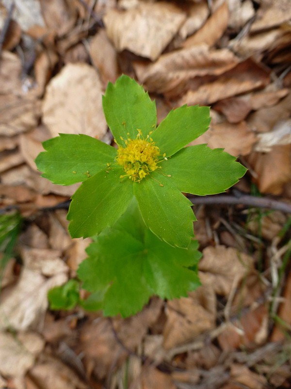 hviezdnatec čemericový Hacquetia epipactis (Scop.) DC.