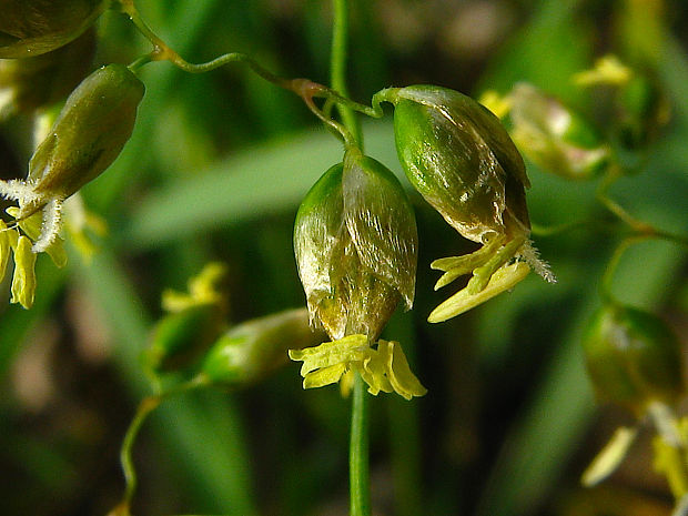 tomkovica plazivá Hierochloë repens (Host) P. Beauv.