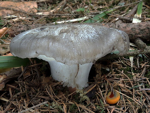 šťavnačka marcová Hygrophorus marzuolus (Fr.) Bres.