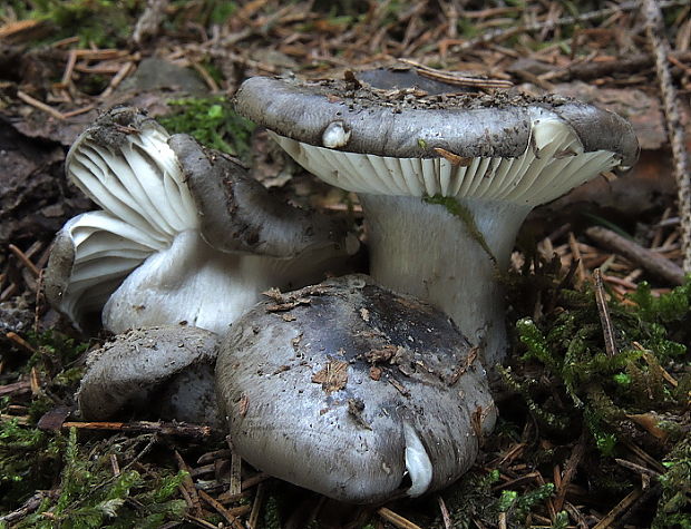 šťavnačka marcová Hygrophorus marzuolus (Fr.) Bres.