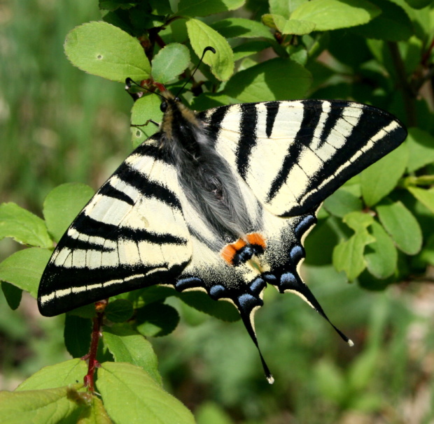 vidlochvost ovocný - otakárek ovocný Iphiclides podalirius Linnaeus,1758