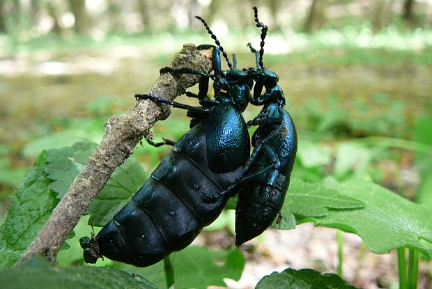 májka fialová Meloe violaceus