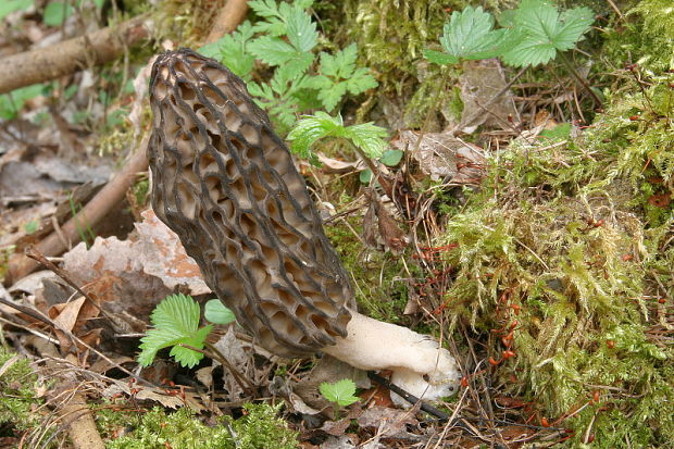 smrčok vysoký Morchella elata Fr.