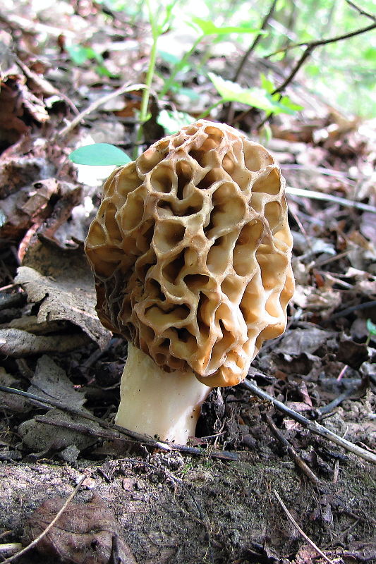 smrčok jedlý Morchella esculenta (L.) Pers.