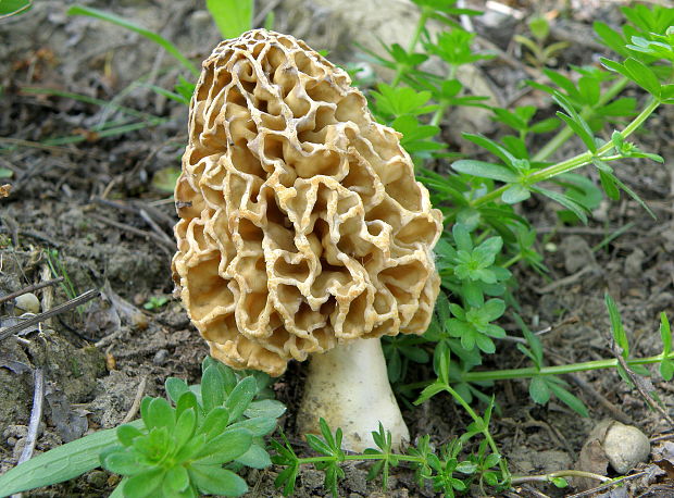 smrčok jedlý Morchella esculenta (L.) Pers.