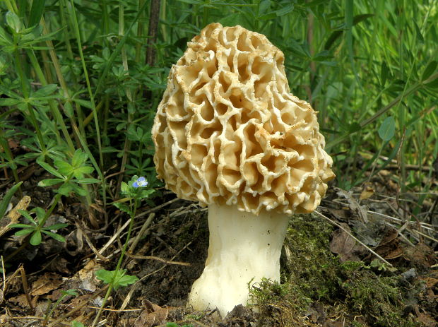 smrčok jedlý Morchella esculenta (L.) Pers.