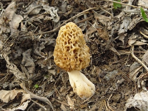 smrčok jedlý Morchella esculenta (L.) Pers.