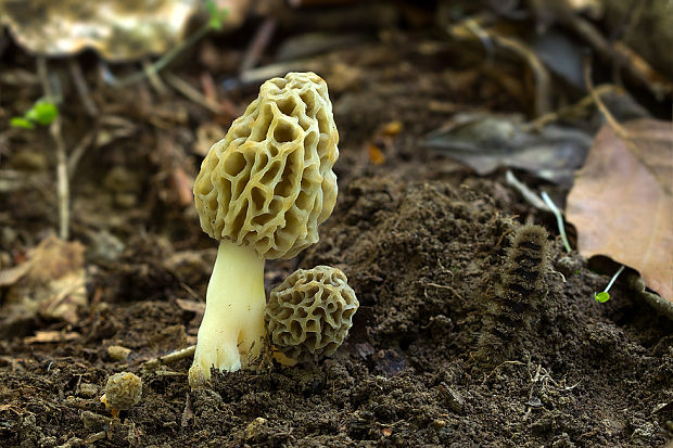 smrčok jedlý Morchella esculenta (L.) Pers.