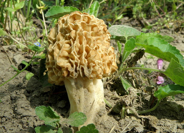 smrčok jedlý Morchella esculenta (L.) Pers.