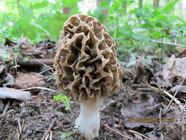 smrčok jedlý Morchella esculenta (L.) Pers.