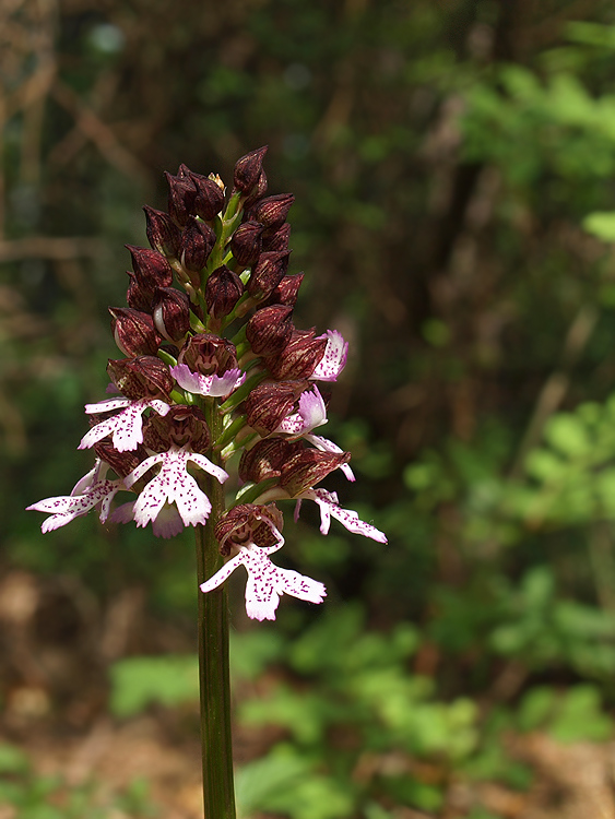 vstavač purpurový Orchis purpurea Huds.