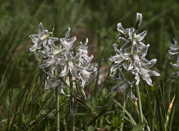 bledavka boucheova Ornithogalum boucheanum (Kunth) Asch.