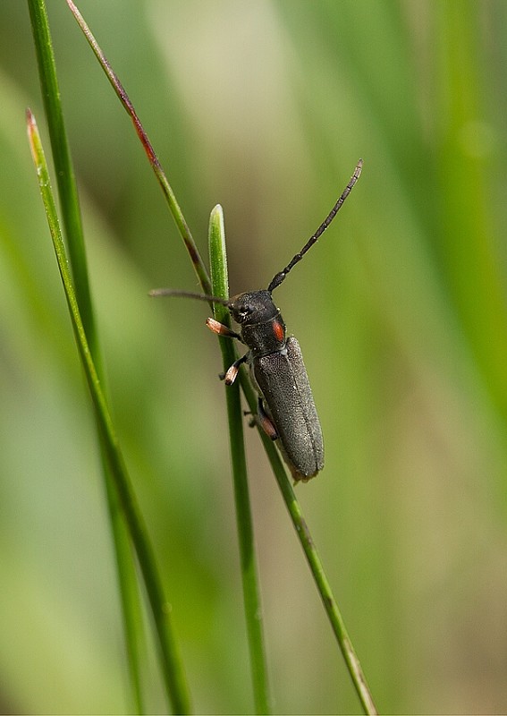 . Phytoecia pustulata