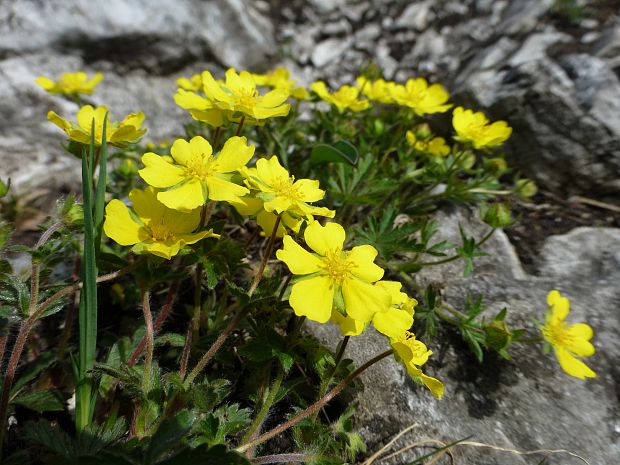 nátržník piesočný Potentilla arenaria Borkh.