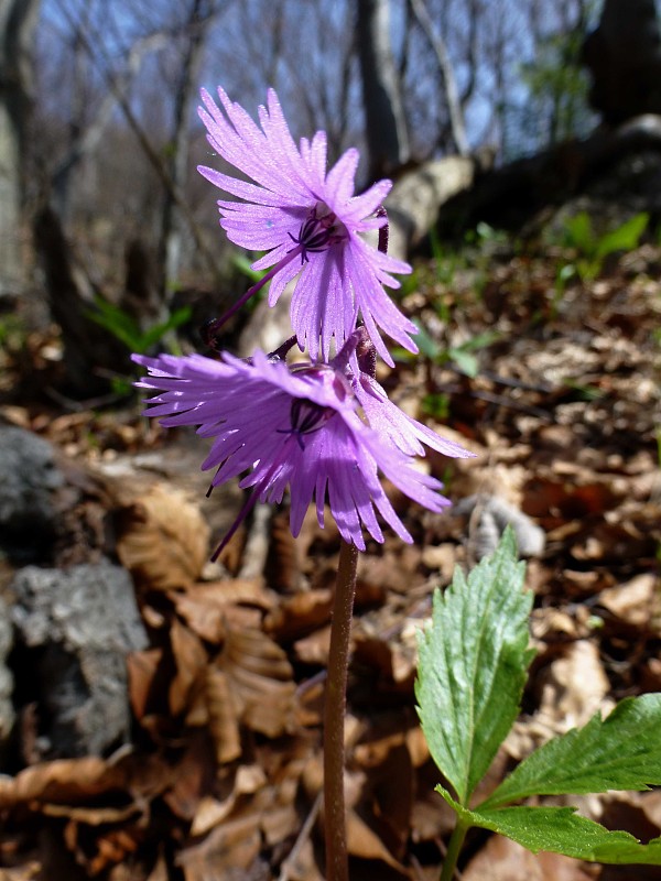 soldanelka Soldanella sp.