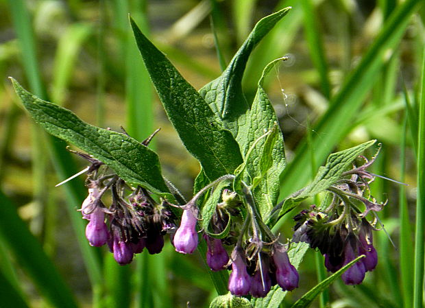 kostihoj lekársky Symphytum officinale L.