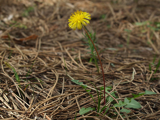 púpava ?  Taraxacum sp. Raunk. s.l.