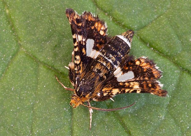 oknáčik plamienkový Thyris fenestrella