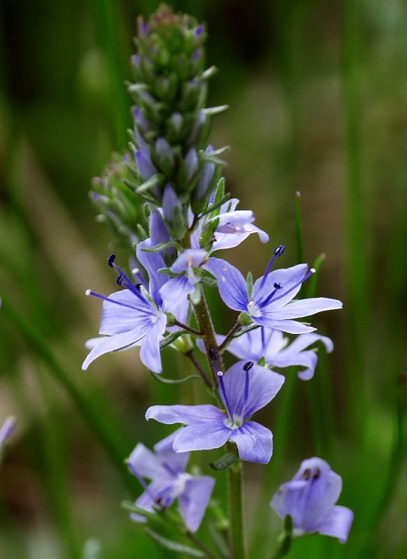 veronika Veronica sp.